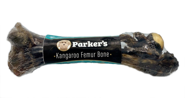 Parker's Kangaroo Femur bone